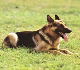Adestramento de cães em Santana de Parnaíba
